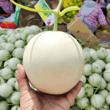 玉菇甜瓜苗玉姑苗苗厂现货直发冰清玉菇甜瓜苗