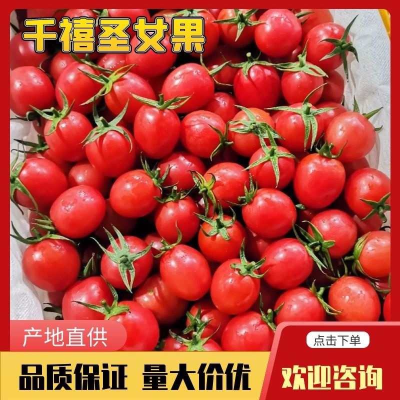 千禧圣女果大量上市，口感脆甜全国物流专线配送
