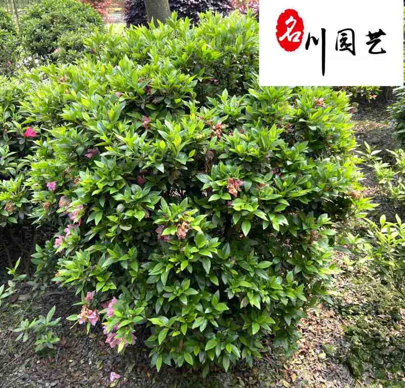 精品杜鹃球自产自销成都杜鹃球苗圃基地出售量大从优