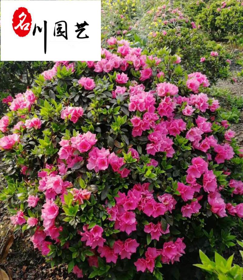 精品杜鹃球自产自销成都杜鹃球苗圃基地出售量大从优