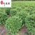 精品杜鹃球自产自销成都杜鹃球苗圃基地出售量大从优
