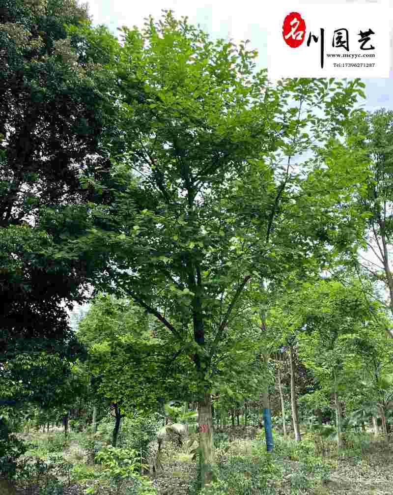 白玉兰苗木基地直销精品白玉兰专营批发8-20公分现货