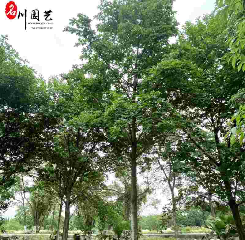 白玉兰苗木基地直销精品白玉兰专营批发8-20公分现货