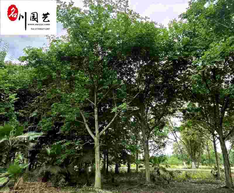 白玉兰苗木基地直销精品白玉兰专营批发8-20公分现货