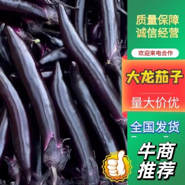 大龙茄子，产地一手货源，新鲜采摘发货，质量三包