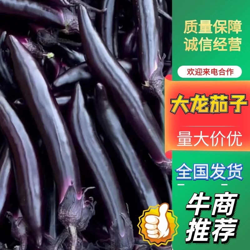 大龙茄子，产地一手货源，新鲜采摘发货，质量三包