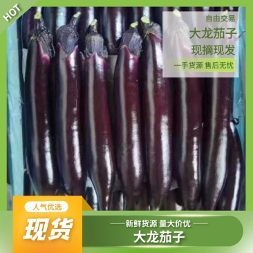 大龙茄子量大价优,支持对接各大批发市场,精品供应