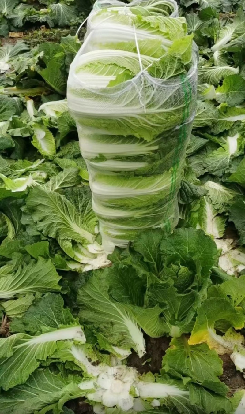 黄心白菜大白菜湖北产地大量上市对接全国客商欢迎电联