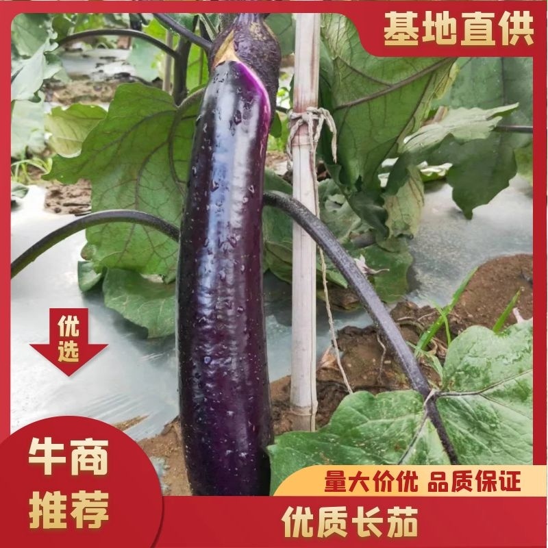 优质长茄，基地直供，货源充足，全国发货，欢迎采购