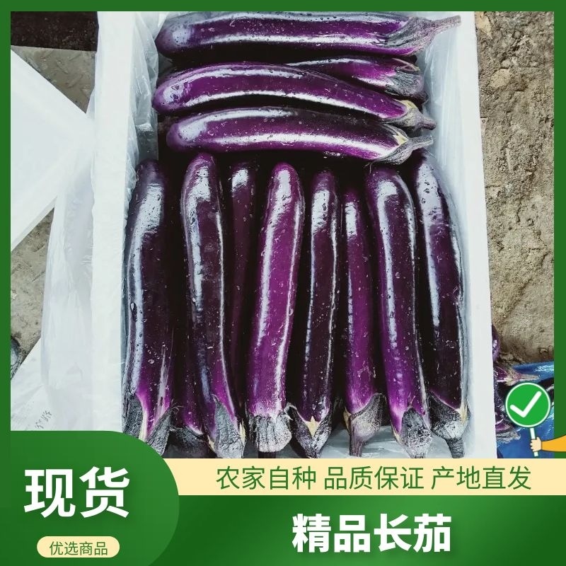 精品长茄，基地直发，供应充足，物优价廉，欢迎老板考察采购