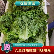 河北邯郸意大利生菜大量上市质量好货源充足常年供应全国各地