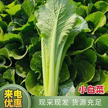 河北邯郸市四季果蔬代购代销精品小白菜大量有货。
