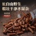 蒲公英根吉林白山
