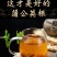 蒲公英根吉林白山
