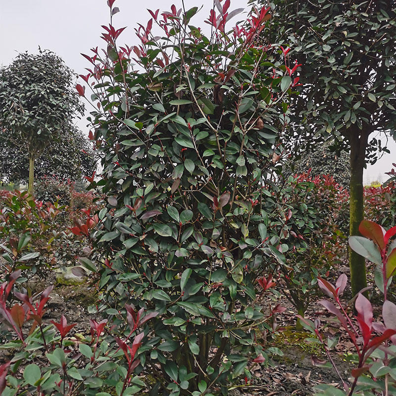 红叶石楠批发种植基地红叶石楠球大杯红叶石楠苗带土