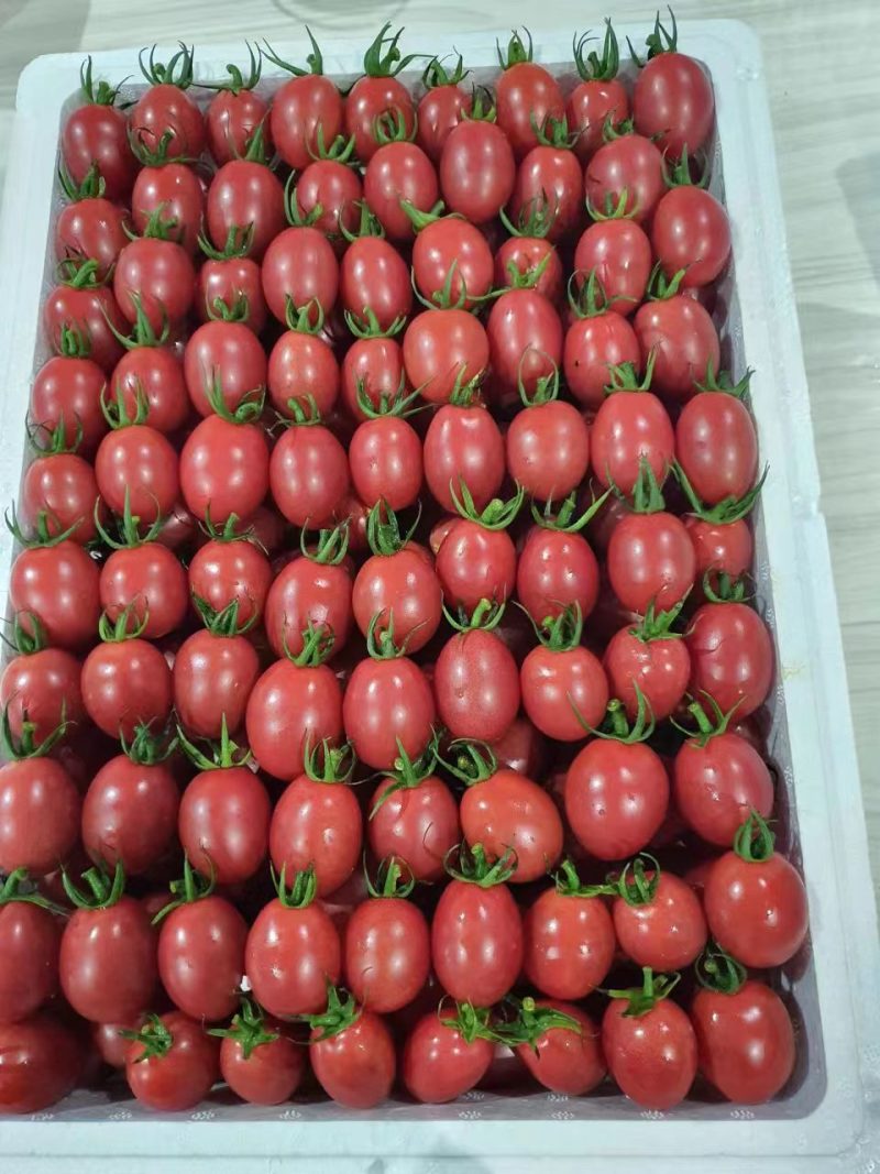 【精品优选】广东电白千禧圣女果产地直供可视频看货