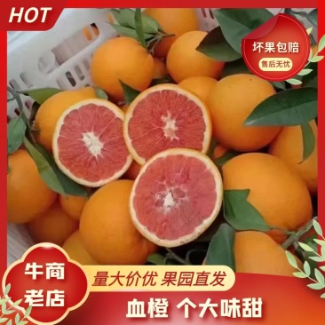 【精品】四川南充血橙冰糖橙对接市场电商团购货源充足