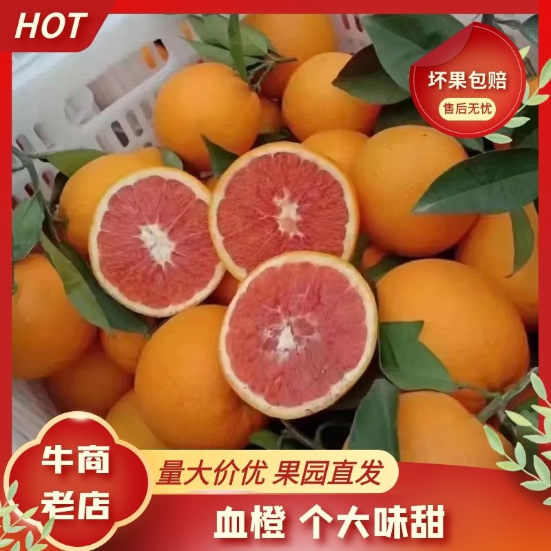 【精品】四川南充血橙冰糖橙对接市场电商团购货源充足