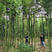 基地直发雷竹青竹规格齐全园林公园绿化种植