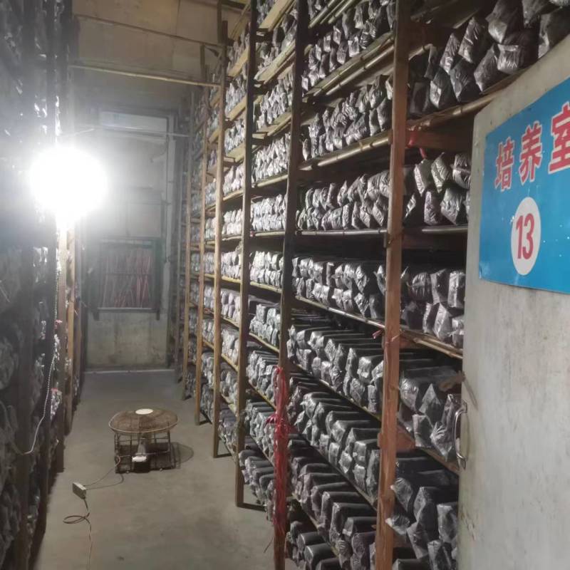 湖北羊肚菌菌种好养耐活原种品质保证大量供应货源稳定