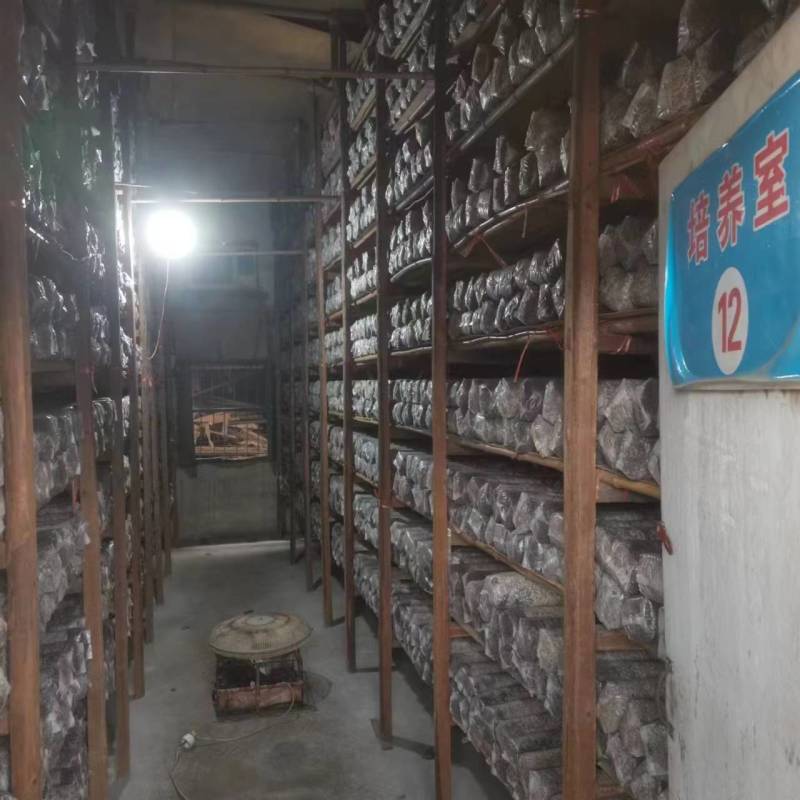 湖北羊肚菌菌种好养耐活原种品质保证大量供应货源稳定