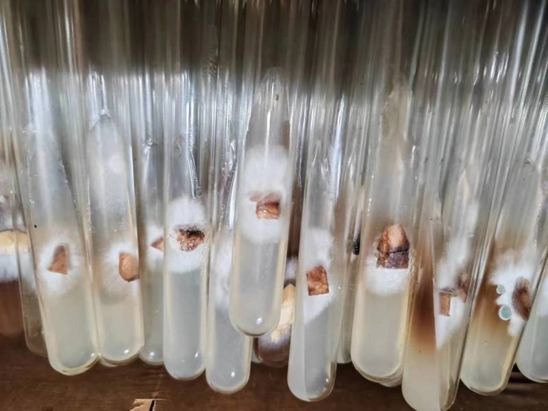 湖北羊肚菌菌种好养耐活原种品质保证大量供应货源稳定