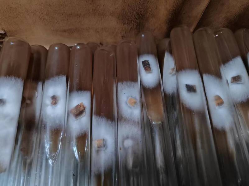 湖北羊肚菌菌种好养耐活原种品质保证大量供应货源稳定