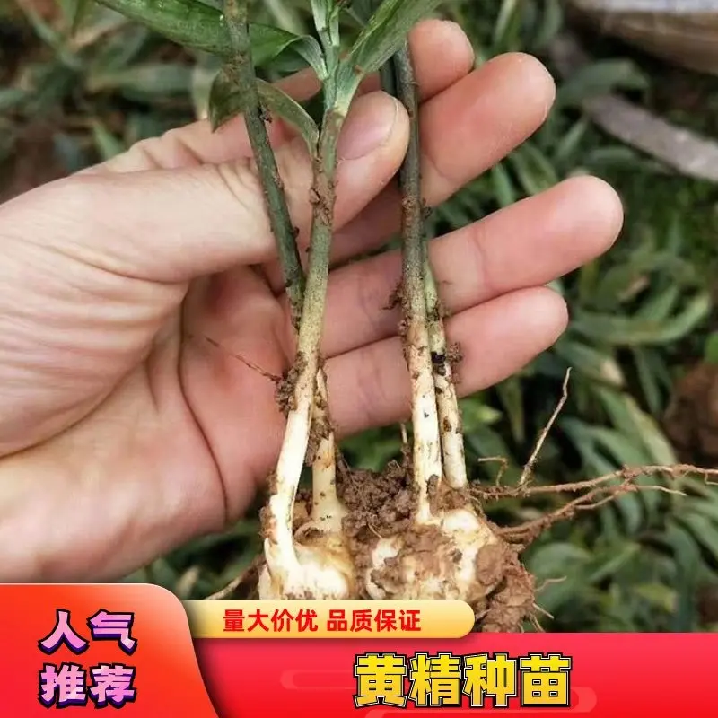 露天黄精种苗产地直发一手货源，量大从优欢迎来电咨询