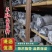 湖北羊肚菌菌种好养耐活原种品质保证大量供应货源稳定