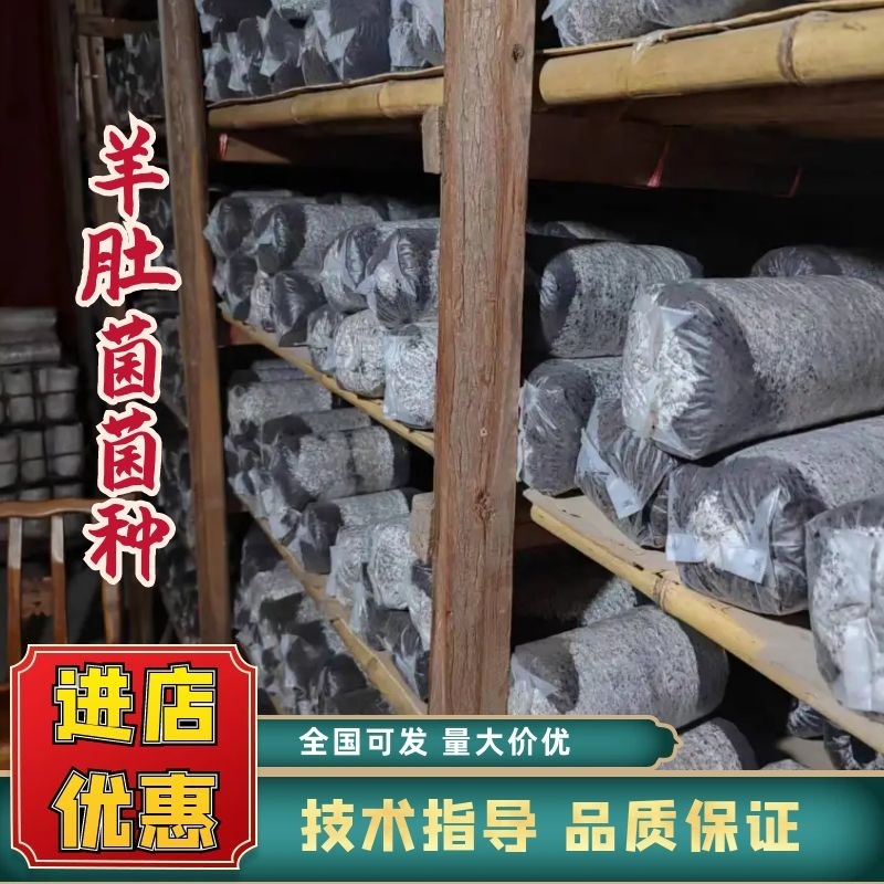 湖北羊肚菌菌种好养耐活原种品质保证大量供应货源稳定