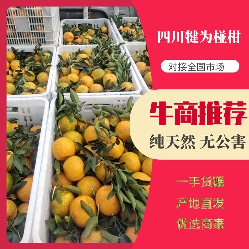 四川椪柑，高山货，个头大颜色好，味道甜，有须要的老板联系