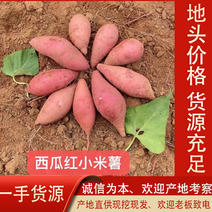 湛江优质红薯西瓜红，产地大量批发，市场电商货