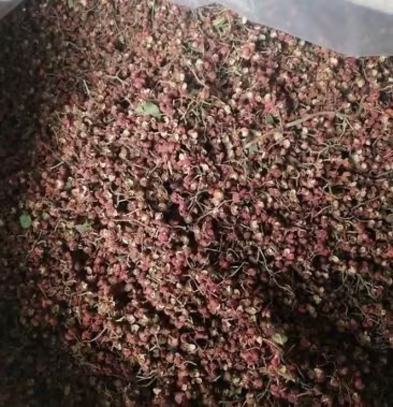 山西山地大红袍毛椒头茬新货特麻特香产地直发质量保证