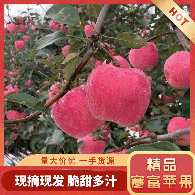 精品寒富世界一看看个头皮毛颜色好不好大量有货想要的联系