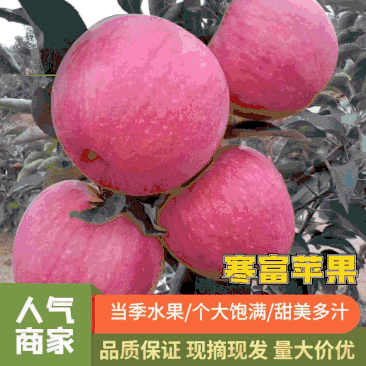辽宁绥中精品寒富苹果大量有货个头均匀颜色全红口感脆甜