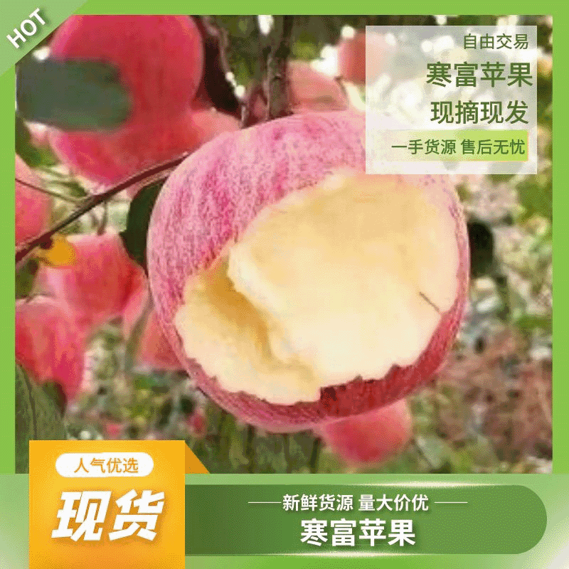 【精品】寒富苹果大量上市了个大颜色全红口感脆甜大量有货