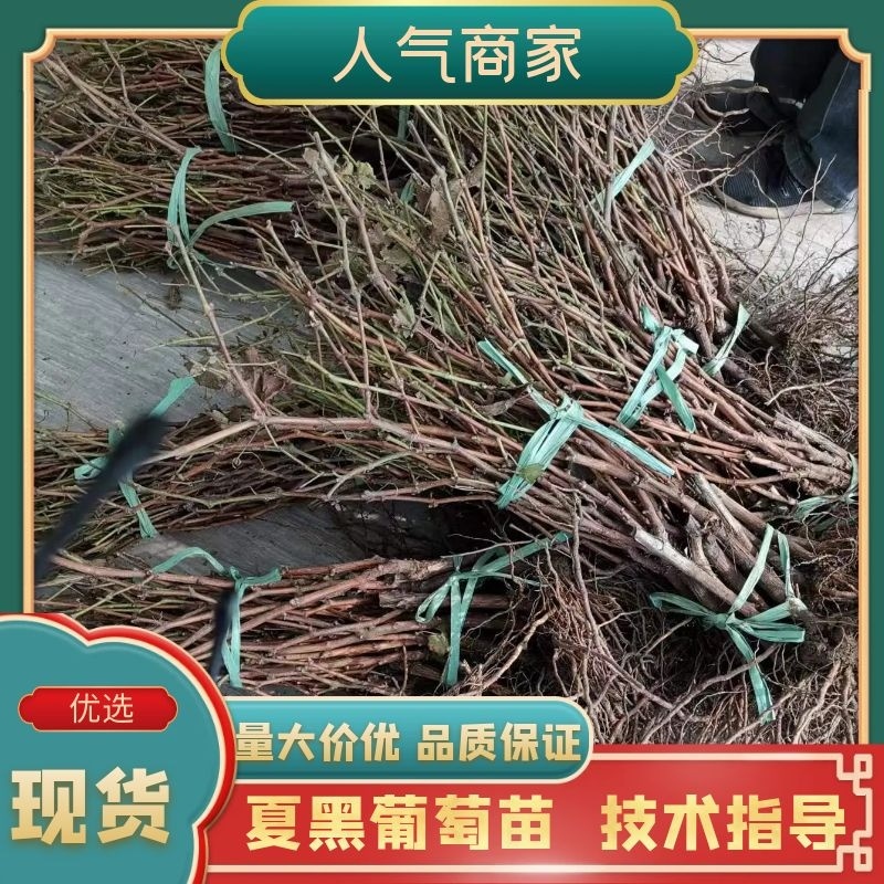 夏黑葡萄苗平度苗木基地直发30年培育经验诚信合作来电订货