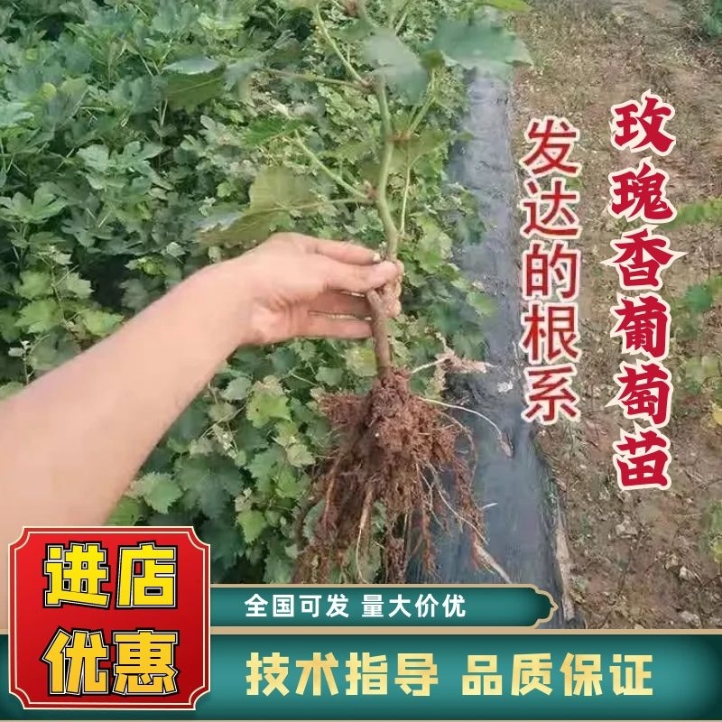 玫瑰香葡萄苗供应全国保品种量大优惠可提供技术指导