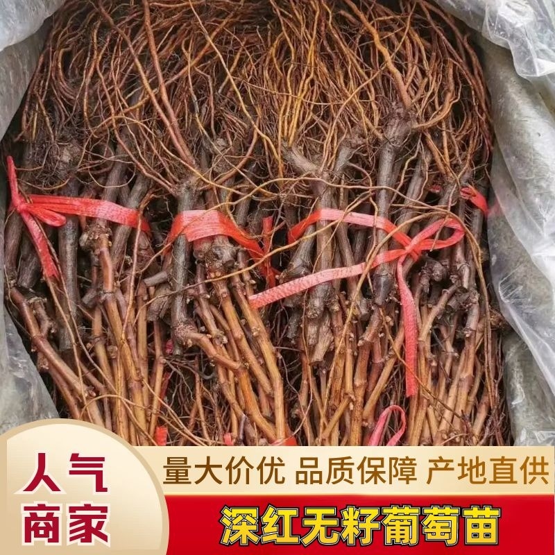 【推荐】山东青岛平度优质深红无籽葡萄苗基地发货有保障