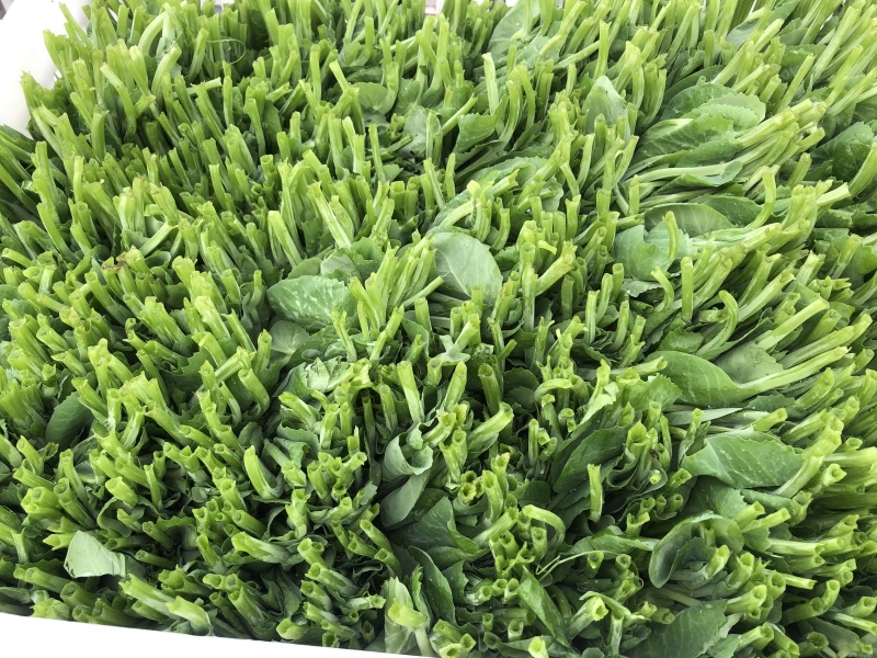 精品四川豌豆尖品质保证产地直发可视频看货欢迎咨询！