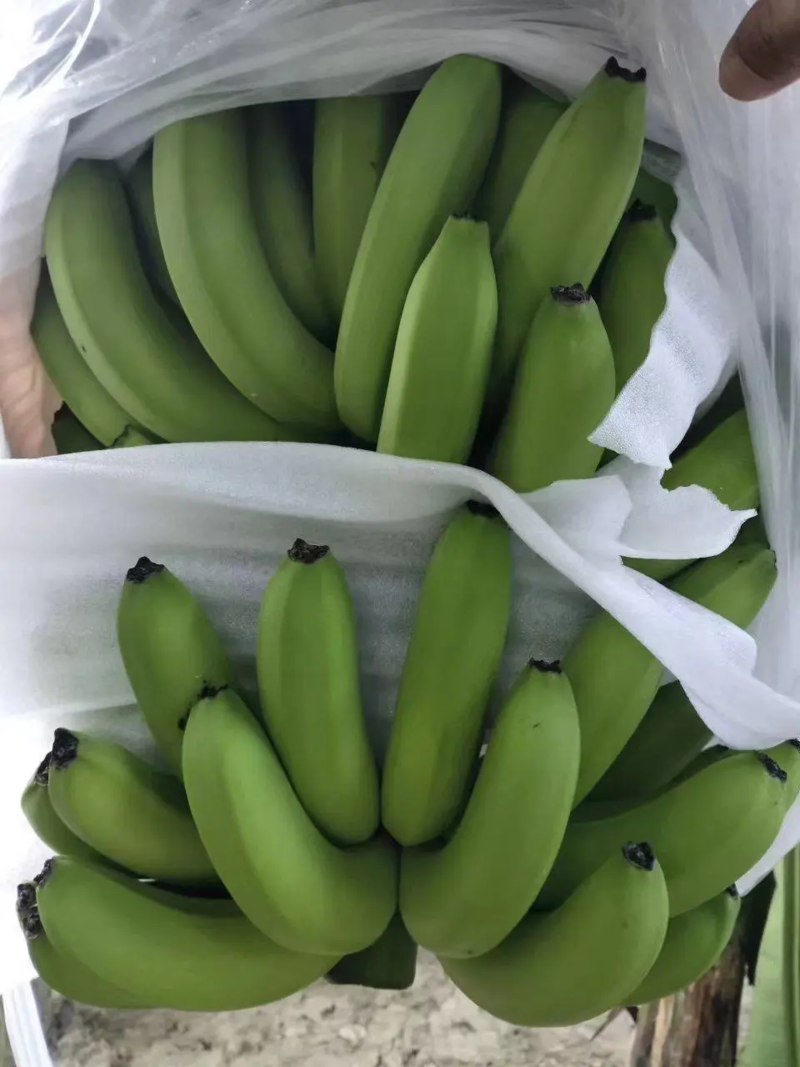 广西龙州精品香蕉产地直发全国可发货欢迎采购