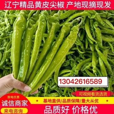 【尖椒】辽宁黄皮尖椒黄皮辣椒大量供应品质保证