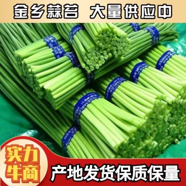 金乡红帽蒜苔代发市场电商供货精加工常年供应