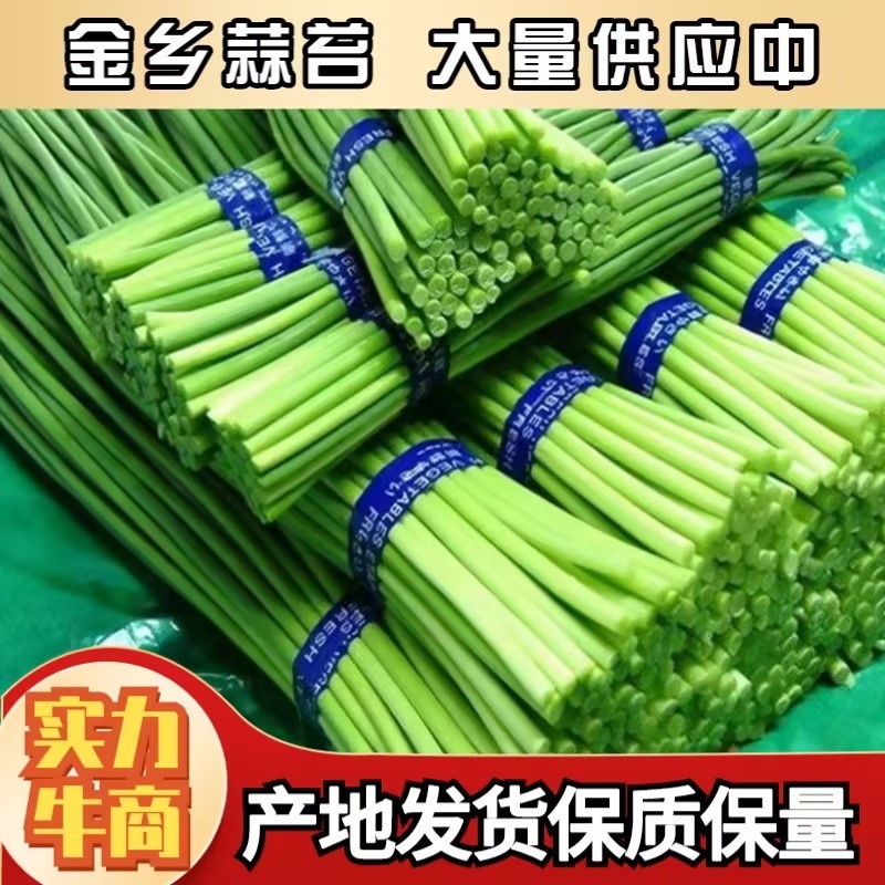金乡红帽蒜苔代发市场电商供货精加工常年供应