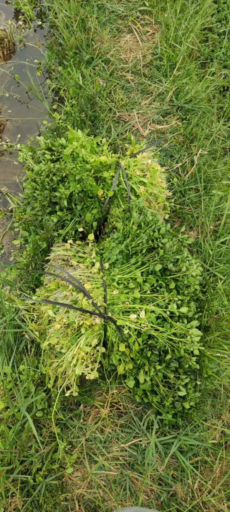 广东清远优质西洋菜种苗基地直发货量充足稳定