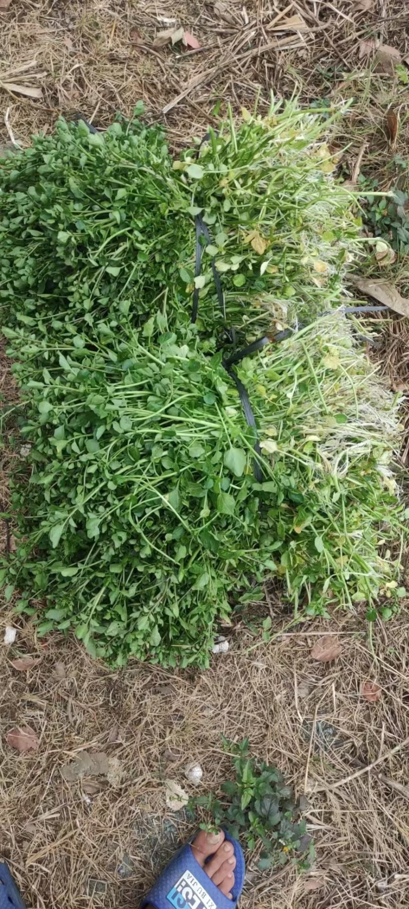 广东清远优质西洋菜种苗基地直发货量充足稳定