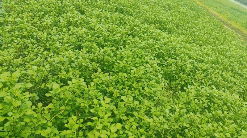广东清远优质西洋菜种苗基地直发货量充足稳定