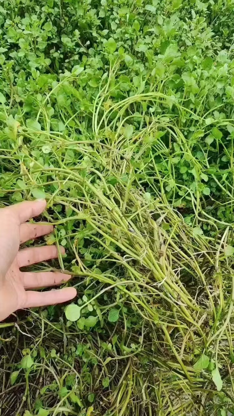 广东清远优质西洋菜种苗基地直发货量充足稳定