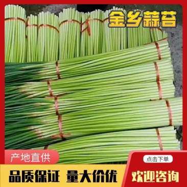 金乡蒜苔基地直发一手货源量大从优欢迎采购下单
