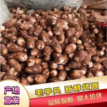 贵州毛芋头生长在山岭丘地日晒充足美味可口强烈推荐